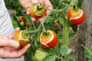 Tomaten Risse