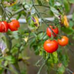 Warum platzen Tomaten bei Regen auf?