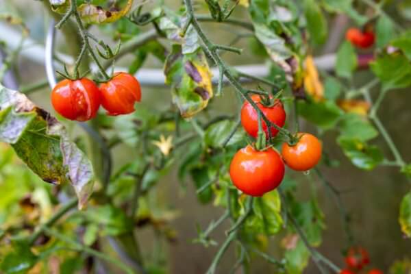 geplatze Tomaten