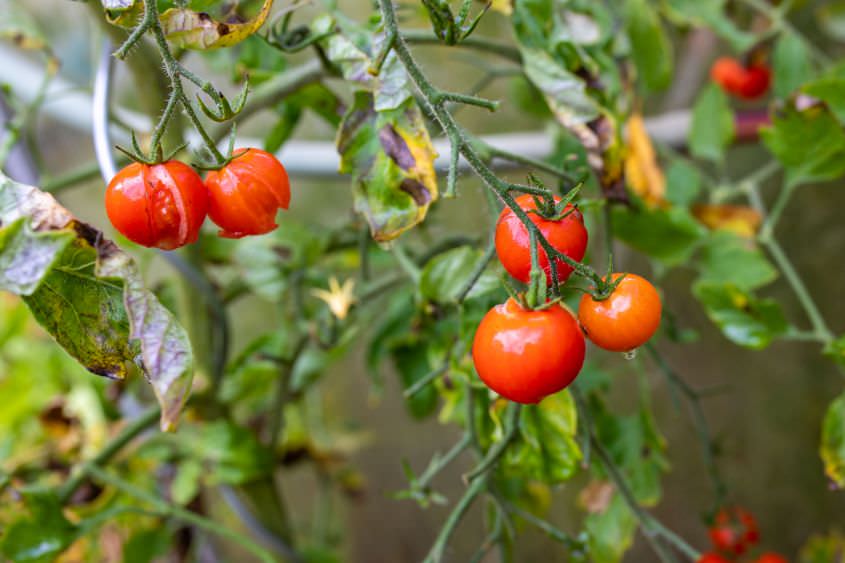 geplatze Tomaten