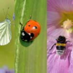 Wichtige Insekten im Garten: nicht alle sind schädlich