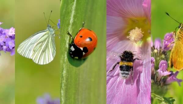 Insekten