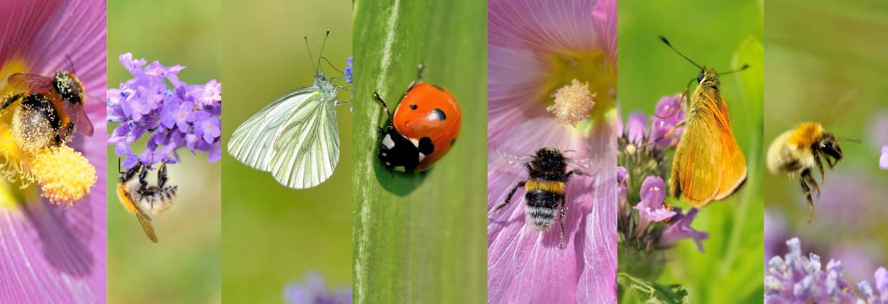 Wichtige Insekten im Garten: nicht alle sind schädlich