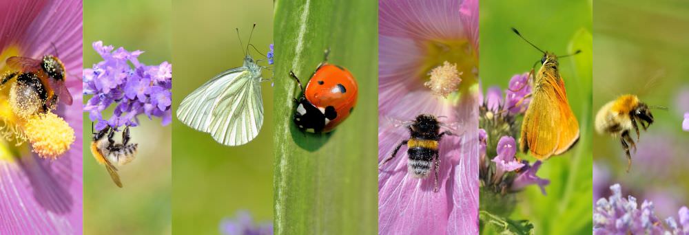 Wichtige Insekten im Garten: nicht alle sind schädlich