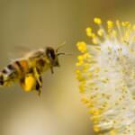 Bienen