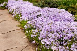 Phlox