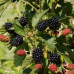 Brombeeren pflanzen