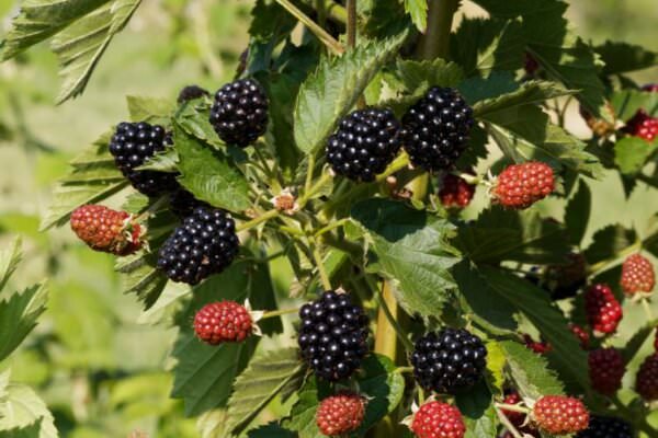 Brombeeren