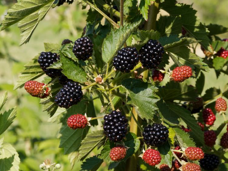 Brombeeren pflanzen