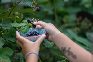 Brombeeren ernten