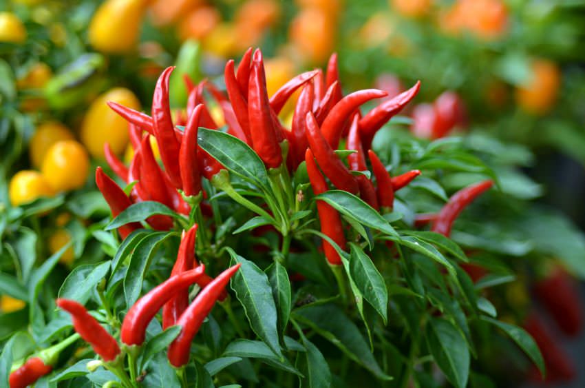 Chilipflanzen überwintern: Standort und Temperatur beachten