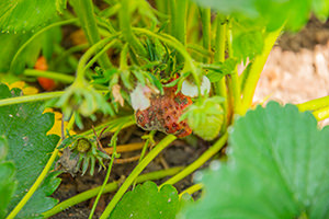 Grauschimmel-Fruchtfäule Erdbeeren