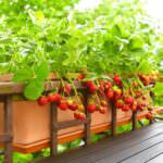 Erdbeeren – gesunde Nascherei auch auf dem Balkon