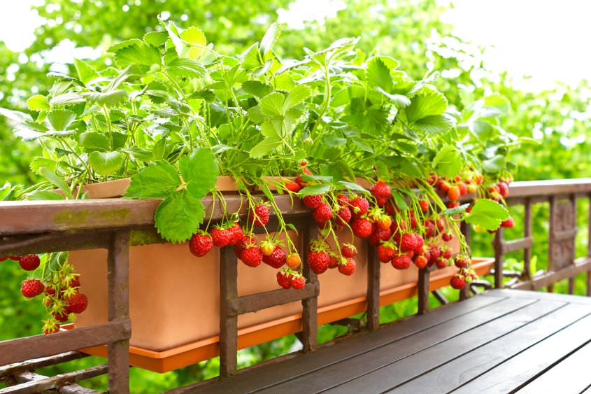 Erdbeeren – gesunde Nascherei auch auf dem Balkon