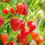 So pflanzen Sie Erdbeeren