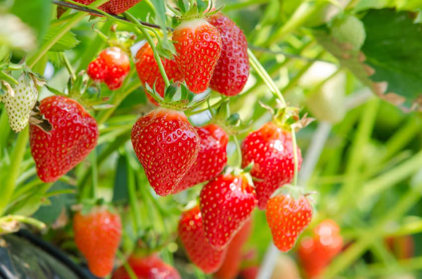 So pflanzen Sie Erdbeeren