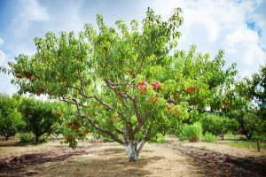 Obstbäume