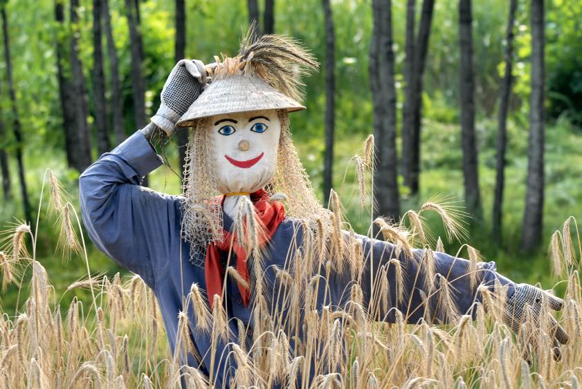 Gartenirrtümer – von Stockrosen, Zucchini, Tulpen und Vogelscheuchen