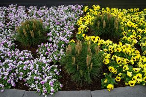 Gartenschau Blumen