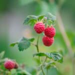 Sommer-Himbeeren