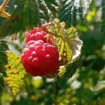 Herbst-Himbeeren