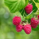 Himbeeren pflanzen und pflegen