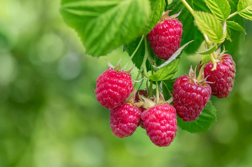 Himbeeren pflanzen und pflegen