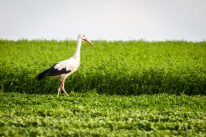 Storch auf Wiese