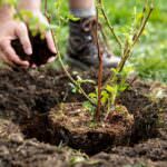 Tipps und Tricks: Sträucher richtig pflanzen