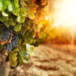 Wein: Pflege und Schnitt der Reben, Ernte der Trauben