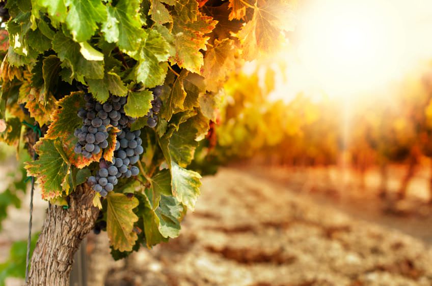 Wein: Pflege und Schnitt der Reben, Ernte der Trauben