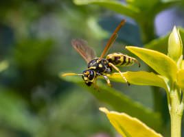 Wespe im Flug