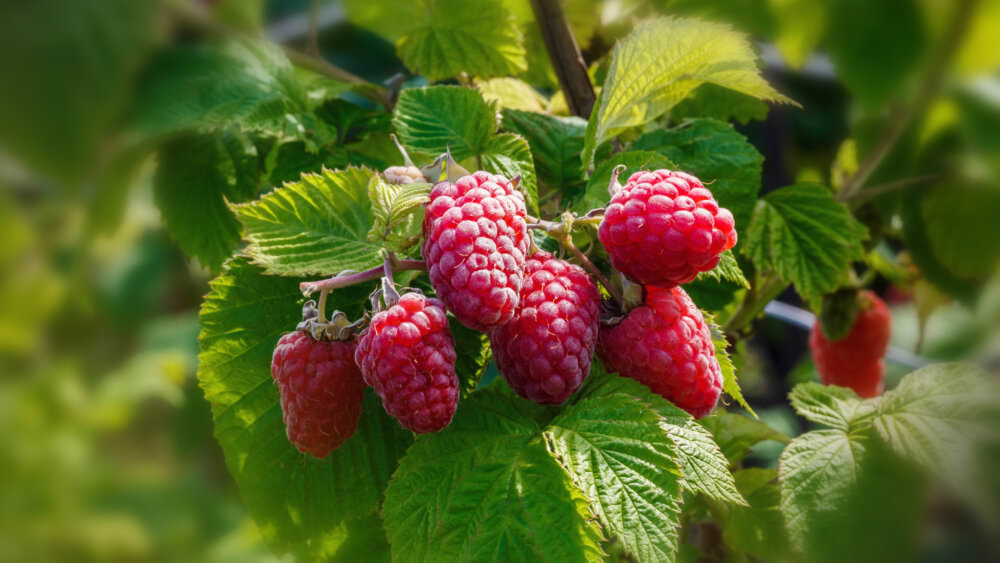 Himbeeren