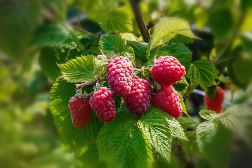 Himbeeren pflegen: So gehen Sie richtig vor