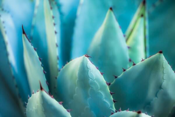 Agave