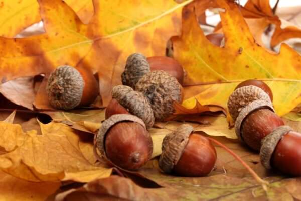 Eicheln Herbstblätter