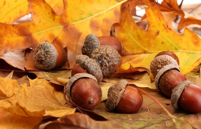 Eicheln Herbstblätter