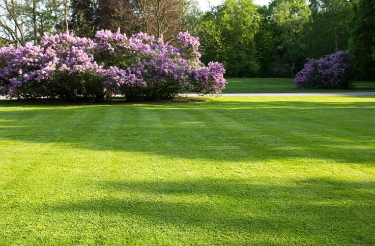 Gartenirrtümer – rund um den Rasen