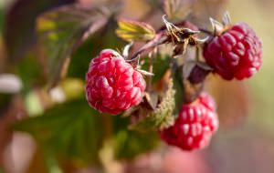 Himbeeren am Strauch