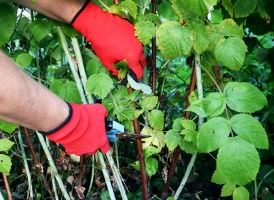 Himbeeren schneiden