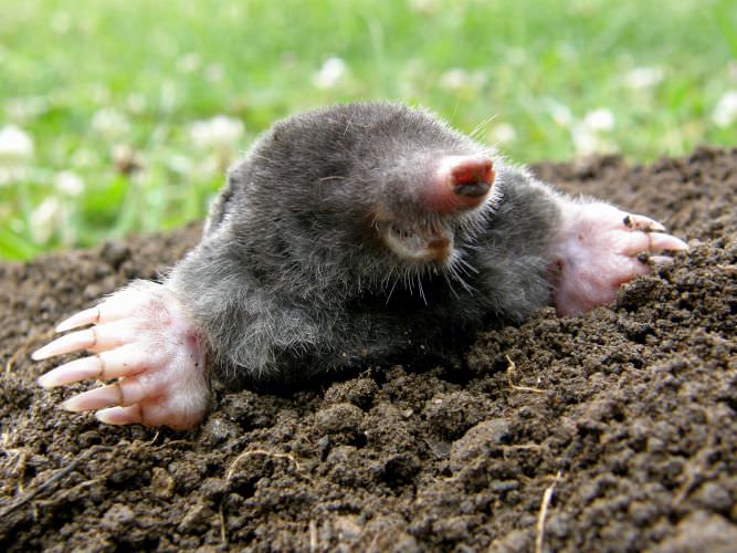 Maulwurf im Garten – deshalb sollten Sie froh sein!