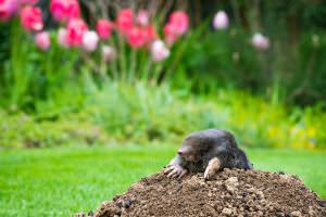 Maulwurf im Garten