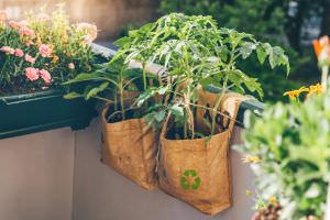 Tomaten Pflanzsack