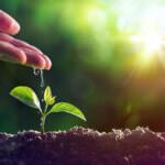 Wasser im Garten sparen: Was tun in Trockenperioden?