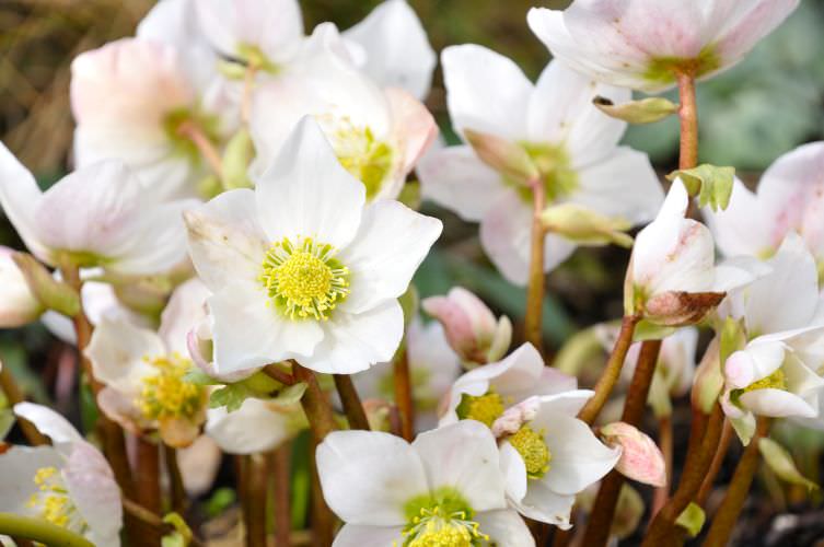 Christrosen pflegen: So haben Sie lange Freude an den wunderschönen Blüten