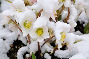 Christrosen im Schnee