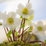 Christrosen im Garten