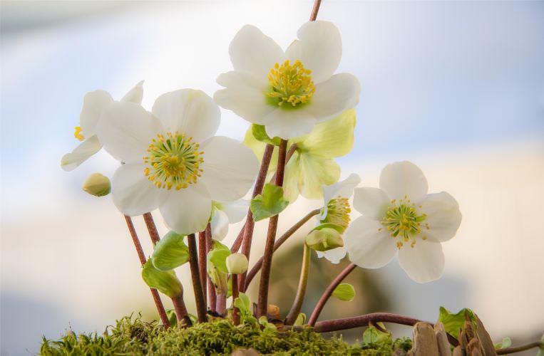 Christrosen im Garten