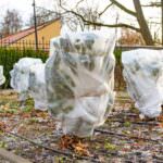 Frostschutz für Pflanzen: So schützen Sie sie im Winter