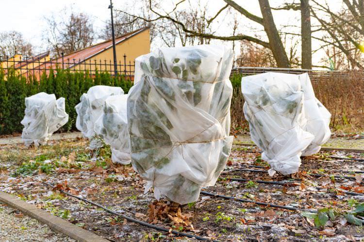 Frostschutz für Pflanzen: So schützen Sie sie im Winter